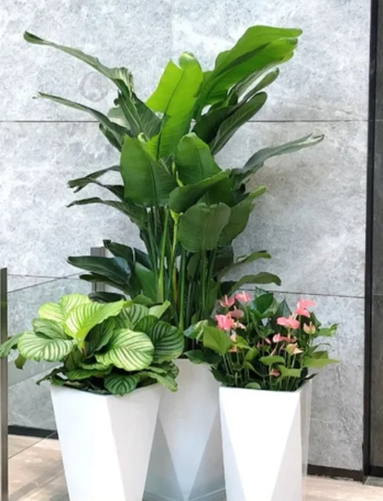 奉化公司花卉出租推荐-海曙花木租赁装饰-鄞州绿化养护景观布置-杭州湾花卉租摆服务费